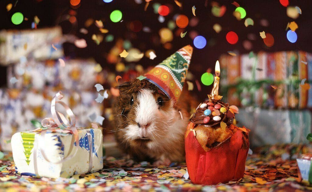 guinea-pig-1969698_1920